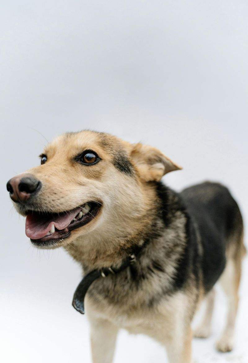 TierFreunde GmbH